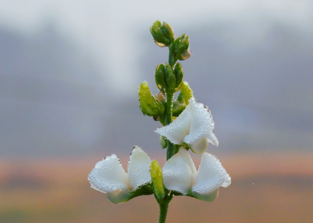 regali rosa natura