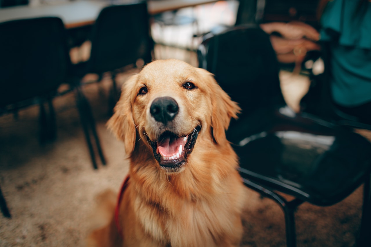Scopri I Migliori Regali Per Gli Amanti Dei Cani Per Portare Loro Gioia